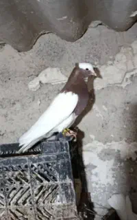 کفتر طوق سرخ نر