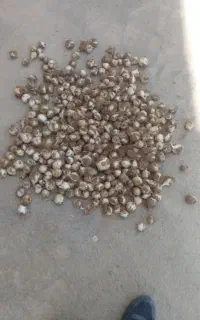 موسیر درجه یک کوهی از گانیک و طبیعی