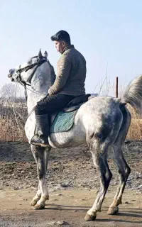 اسب کرد زاده تاج مهرابی