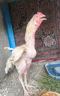 خروس