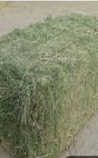 یونجه