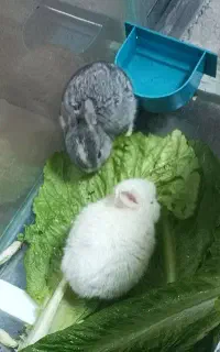 خرگوش پاندا