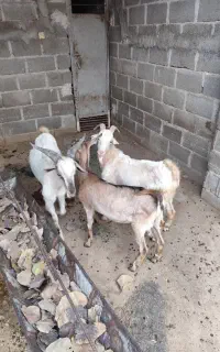 فروش کهره نر لامرد
