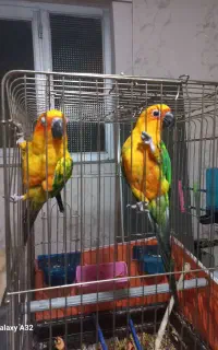 طوطی خورشیدی خانگی نروماده
