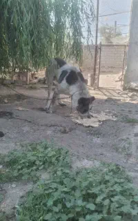 سگ‌ گله