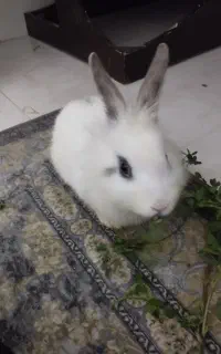 این خرگوش ماده بفروش می‌رسد