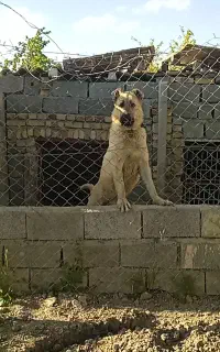 سگ سرابی اصیل