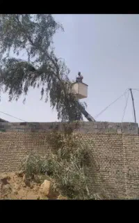 قطع نخل وهرسکاری درختان چاله زدن چمن بریدن درخت