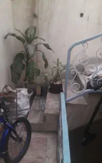 گل برای فروش