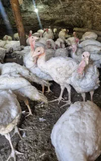 بوقلمون بیوتی
