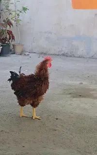 فروش خروس