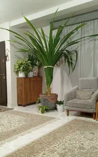 گل طبیعی