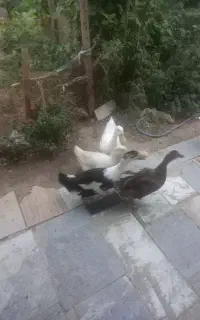 اردک سالم تخم گذار