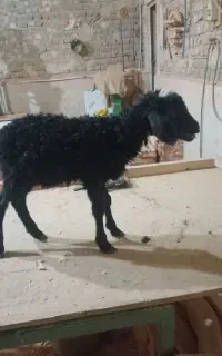 سلام بره نر شیری سالم همه چیز میخورد