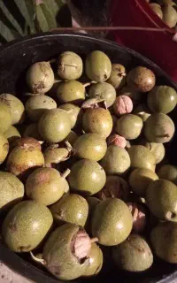 گردو پوست کاغذی