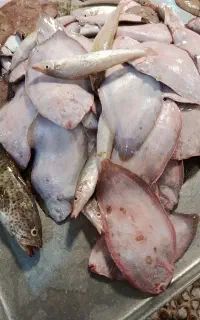 ماهی مخلوط