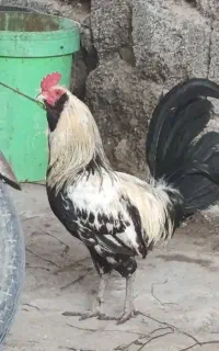 خروس مرغ