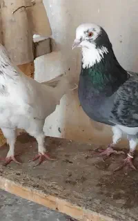 کفتر جوجه نر و ماده