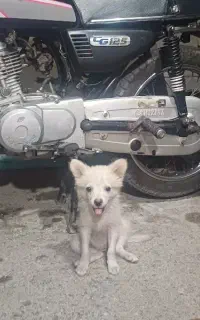 سگ اشپیتز ۴ماهه