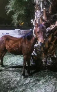 کره اسب نر اصیل به فروش میرسد