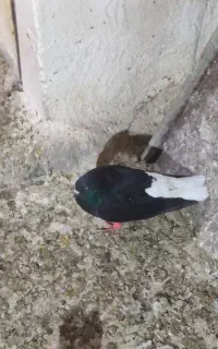 اهواز