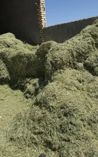 یونجه پاک