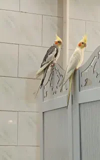پرنده گم شده