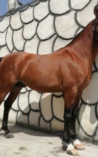 اسب