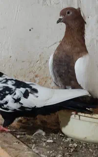کبوتر رنگی پلاکی و تکپر