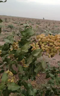 جویای کار باغداری