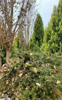 بار برای بم امروز و فردا از کرمان