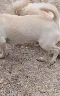 سگ پاه کوتاه