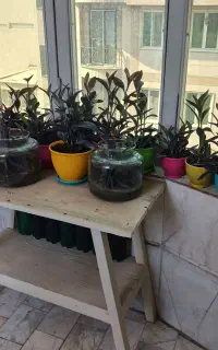 گل ارغوانی گل عشق برگ بیدی