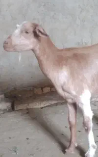 بز فروشی