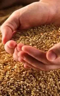 فروش گندم چاق و توپر
