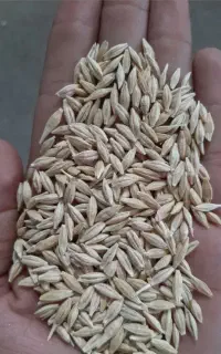 جو دیم ابی بذری
