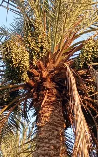 کارگراستادخوشه بر نخل