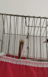 سره
