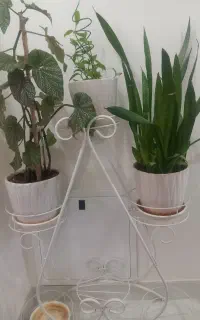 استند گل با گلها