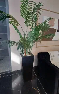 درختچه کنتیا با گلدان