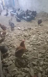 فروش کود مرغ محلی اصیل