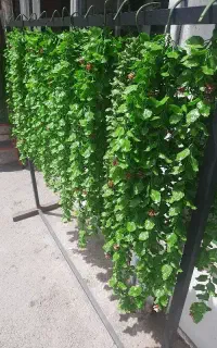 گل آویز شمشاد و پونه پخش عمده