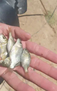 بچه ماهی کپور با ضریب رشد بالا