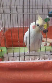 عروس هلندی یک ساله باهوش