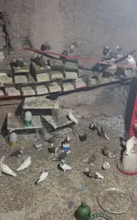 40عدد کبوتر