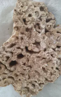 گوهر فسیل مرجان عقیق(میلیون ساله)