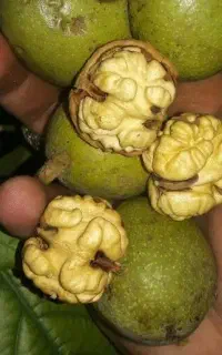 گردو تازه