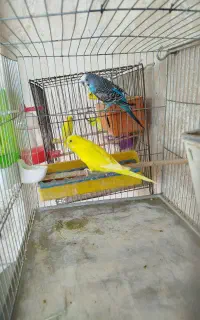 مرغ عشق رو جوجه