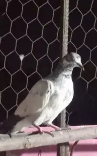 کبوتر فروشی