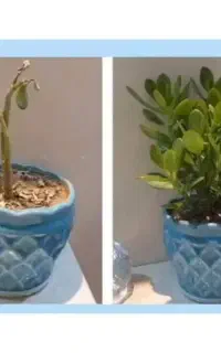 گل های خونت بی جون شدن